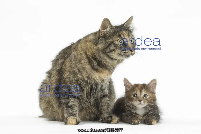  : Kurilian Bobtail Cats in the studio