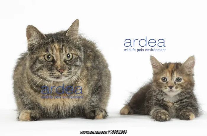  : Kurilian Bobtail Cats in the studio