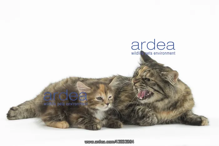 : Kurilian Bobtail Cats in the studio
