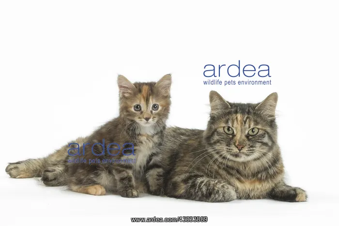  : Kurilian Bobtail Cats in the studio