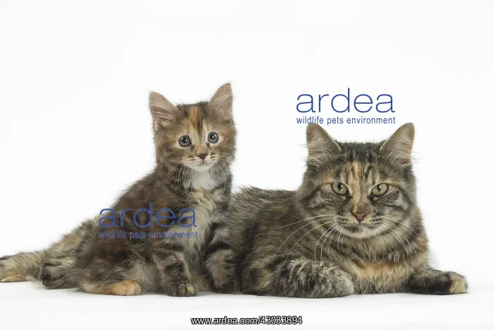  : Kurilian Bobtail Cats in the studio