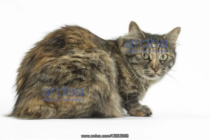  : Kurilian Bobtail Cats in the studio