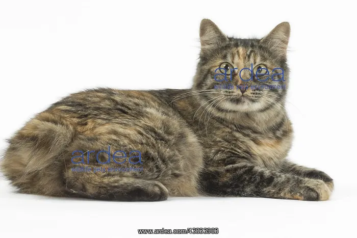  : Kurilian Bobtail Cats in the studio