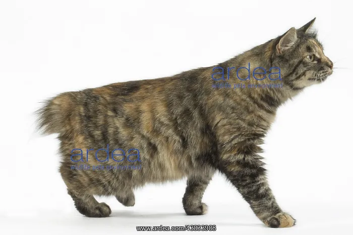  : Kurilian Bobtail Cats in the studio