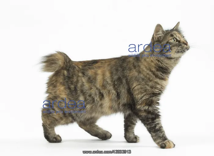  : Kurilian Bobtail Cats in the studio