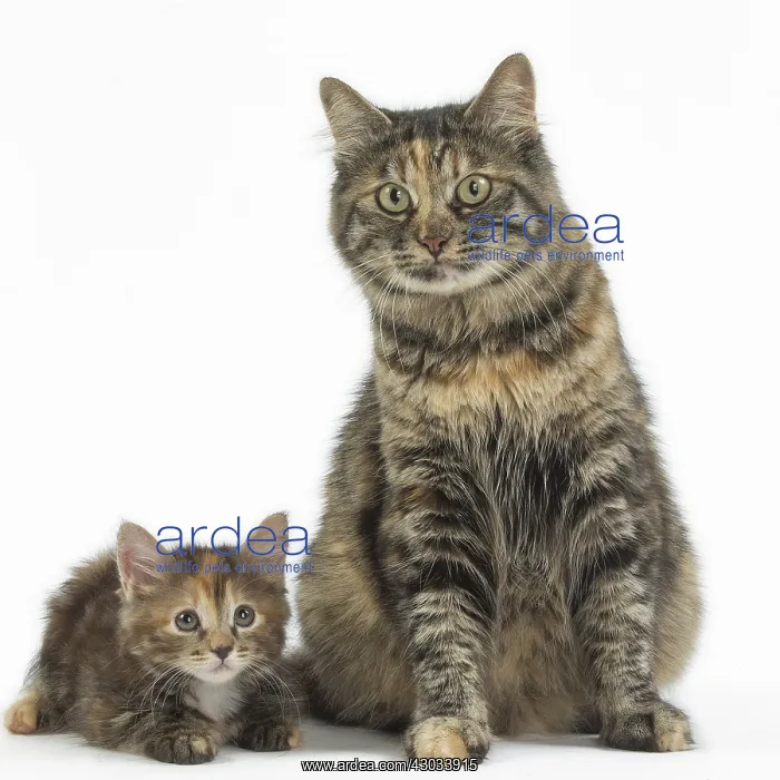  : Kurilian Bobtail Cats in the studio