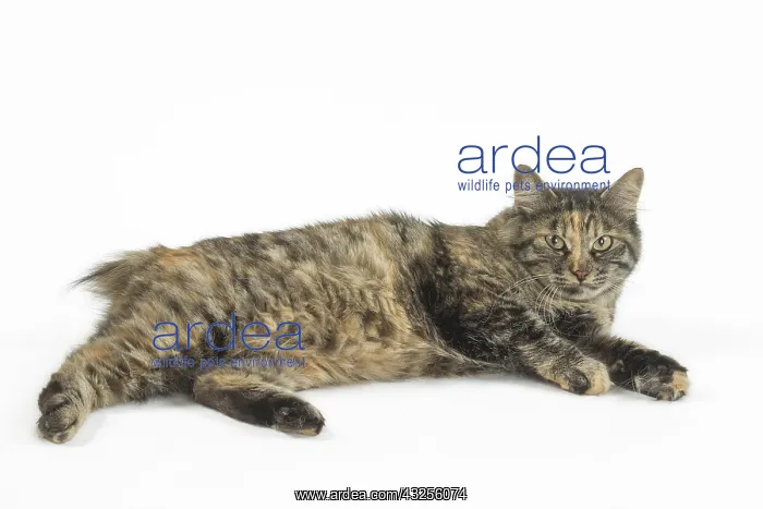  : Kurilian Bobtail Cats in the studio