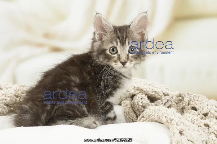  : Kurilian Bobtail kitten indoors