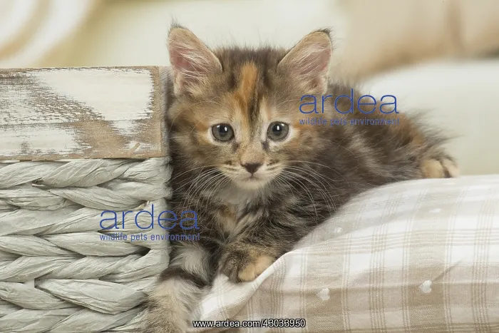  : Kurilian Bobtail kitten indoors
