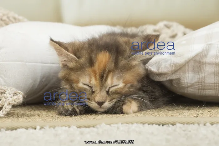  : Kurilian Bobtail kitten indoors