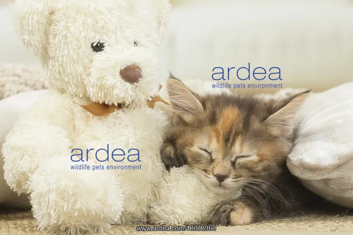  : Kurilian Bobtail kitten indoors