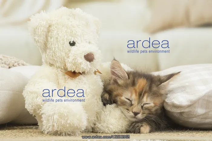  : Kurilian Bobtail kitten indoors