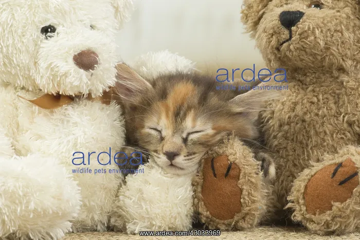  : Kurilian Bobtail kitten indoors