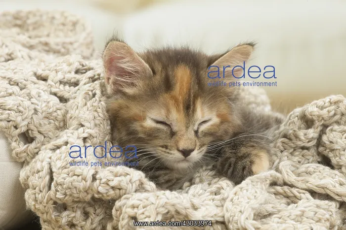  : Kurilian Bobtail kitten indoors
