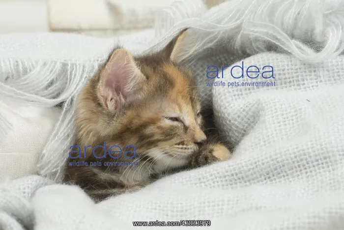  : Kurilian Bobtail kitten indoors