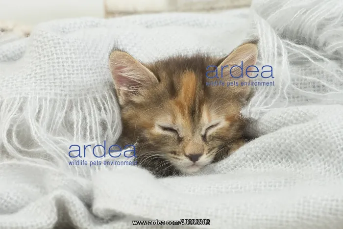  : Kurilian Bobtail kitten indoors