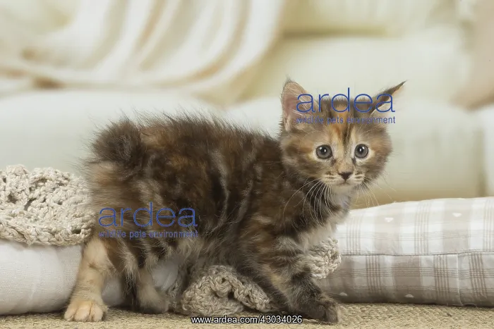  : Kurilian Bobtail kitten indoors
