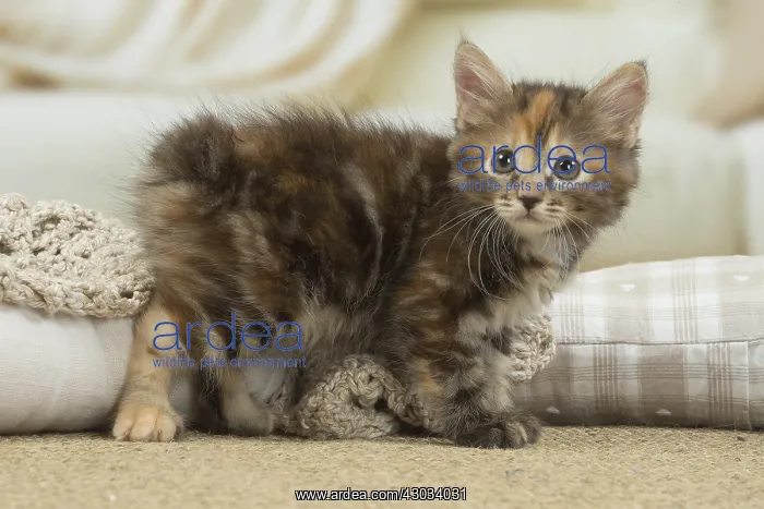  : Kurilian Bobtail kitten indoors