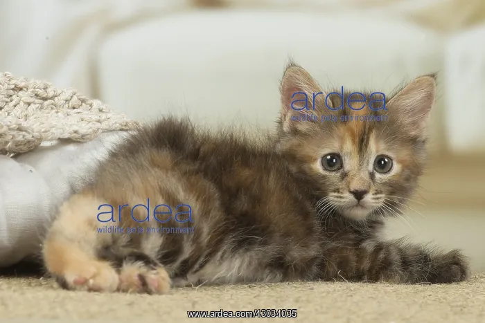  : Kurilian Bobtail kitten indoors
