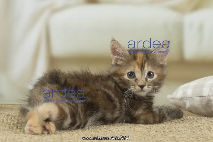  : Kurilian Bobtail kitten indoors