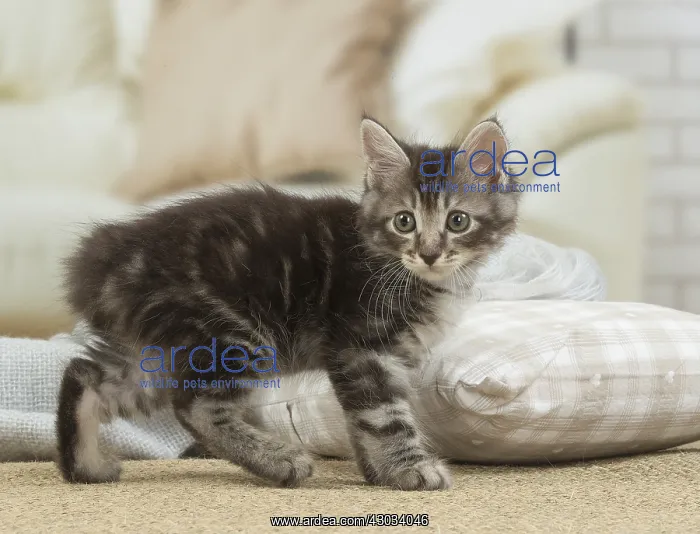  : Kurilian Bobtail kitten indoors