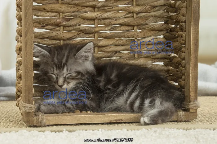  : Kurilian Bobtail kitten indoors