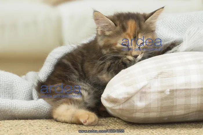  : Kurilian Bobtail kitten indoors