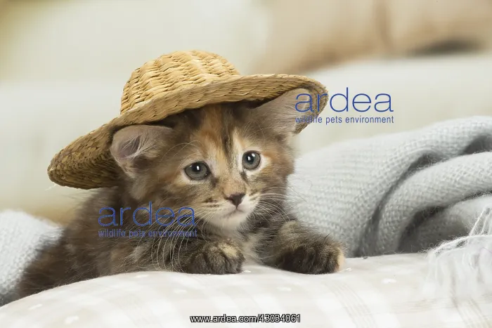  : Kurilian Bobtail kitten indoors