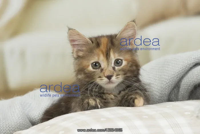  : Kurilian Bobtail kitten indoors