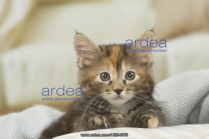  : Kurilian Bobtail kitten indoors