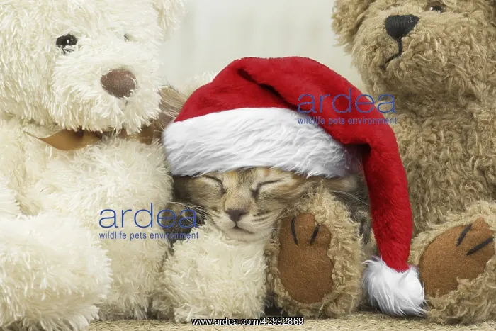 : Kurilian Bobtail kitten indoors with teddy bears : Kurilian Bobtail kitten indoors with teddy bears