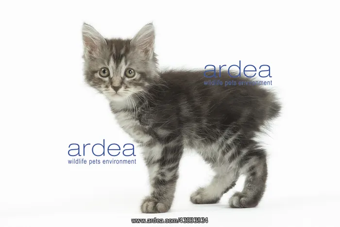  : Kurilian Bobtail kitten in the studio