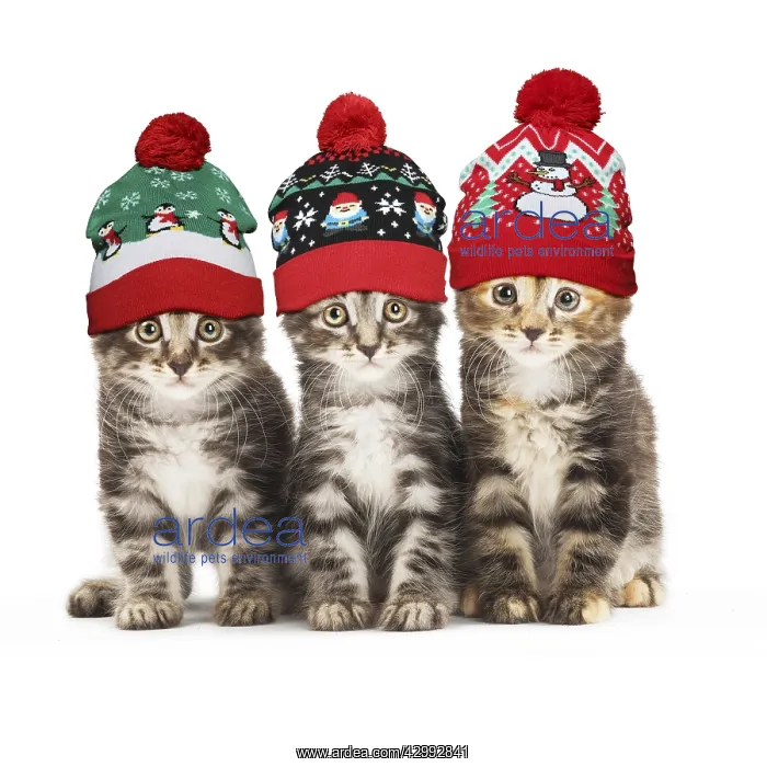 : Kurilian Bobtail kittens in Christmas bobble hats : Kurilian Bobtail kittens in Christmas bobble hats