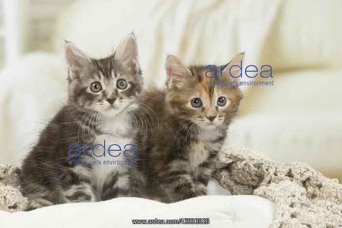  : Kurilian Bobtail kittens indoors