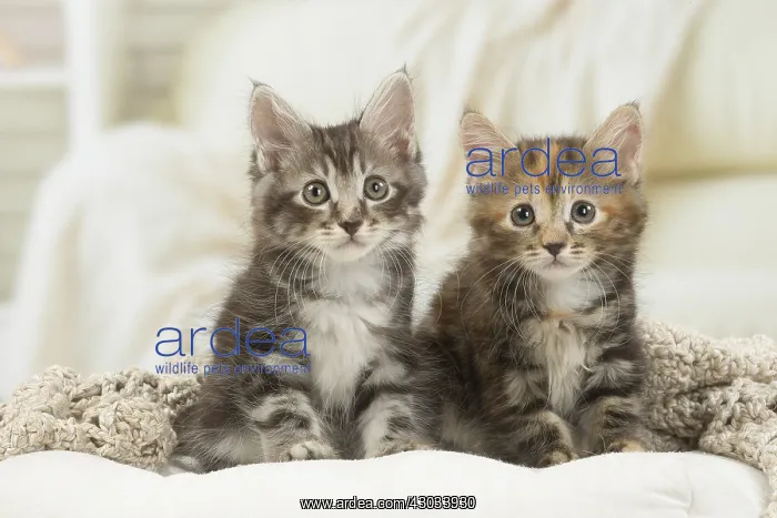  : Kurilian Bobtail kittens indoors