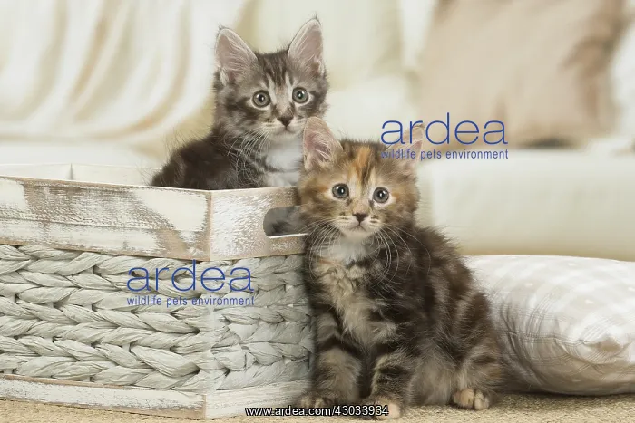  : Kurilian Bobtail kittens indoors