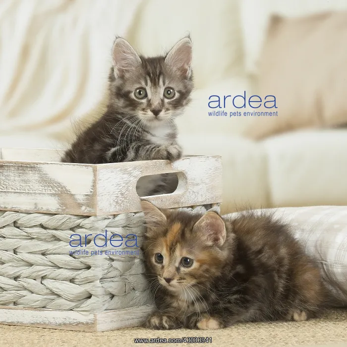  : Kurilian Bobtail kittens indoors