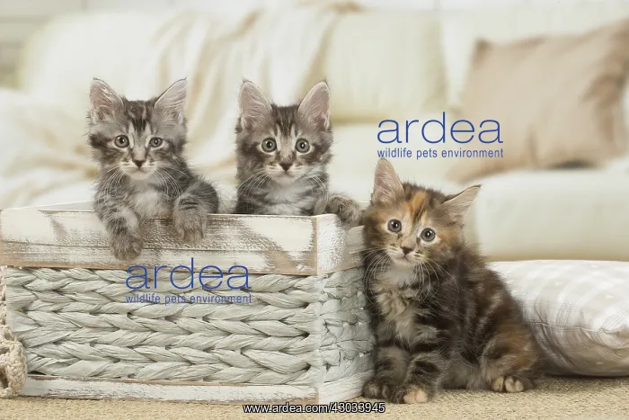  : Kurilian Bobtail kittens indoors