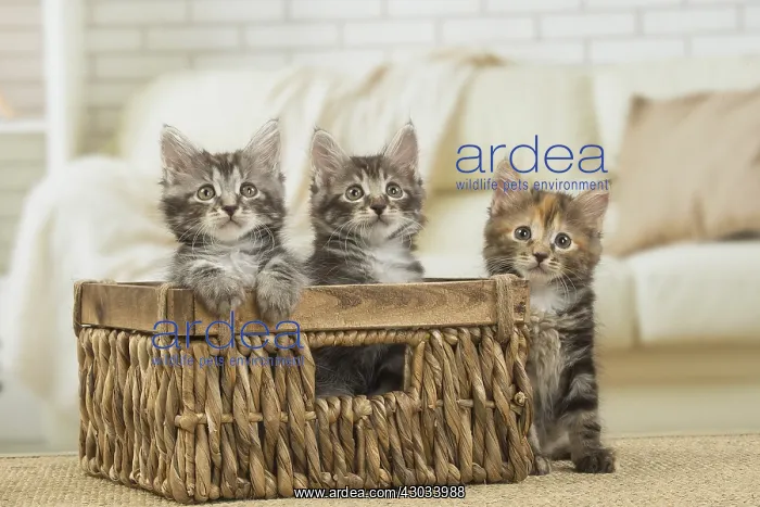  : Kurilian Bobtail kittens indoors