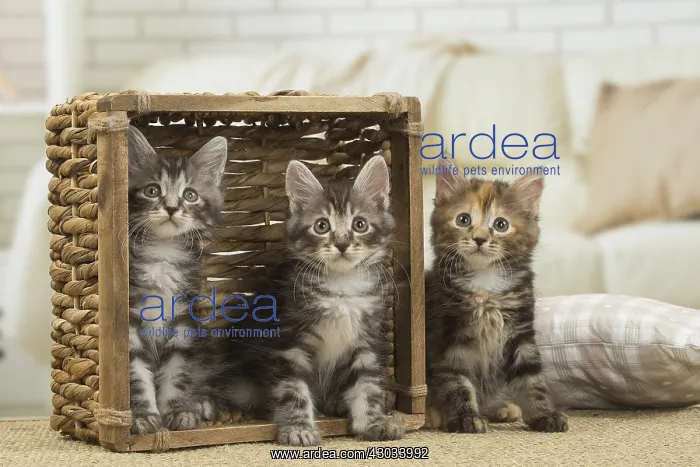  : Kurilian Bobtail kittens indoors