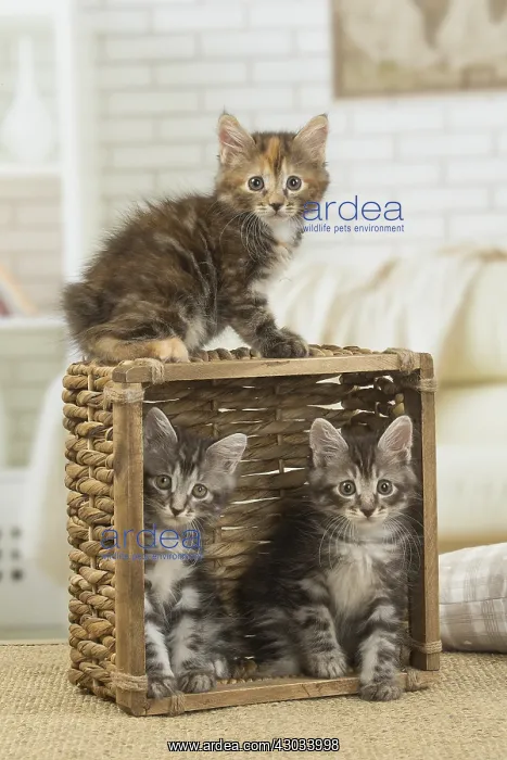  : Kurilian Bobtail kittens indoors