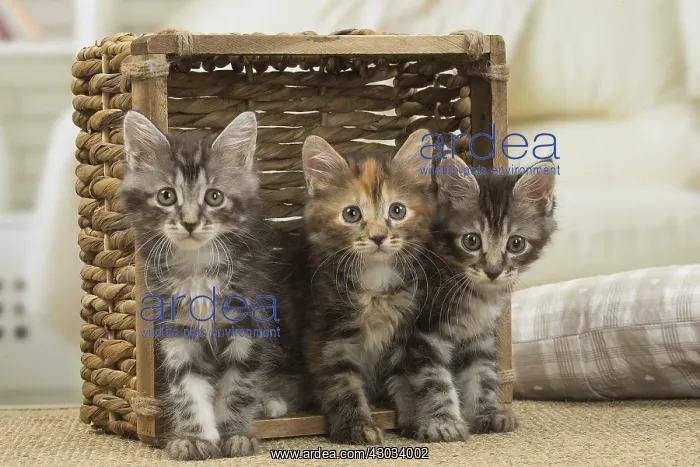  : Kurilian Bobtail kittens indoors