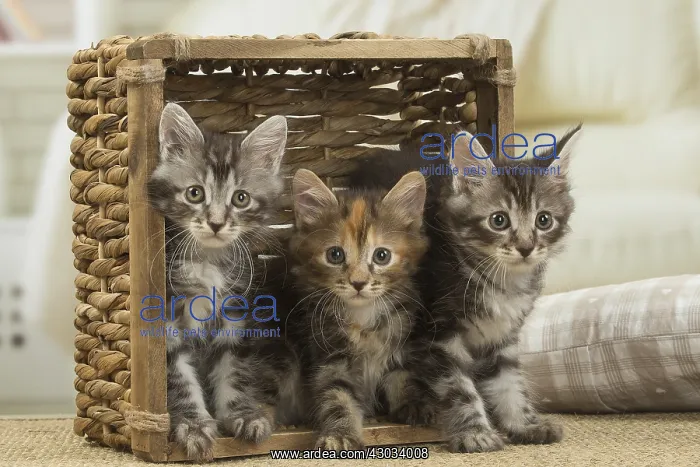  : Kurilian Bobtail kittens indoors