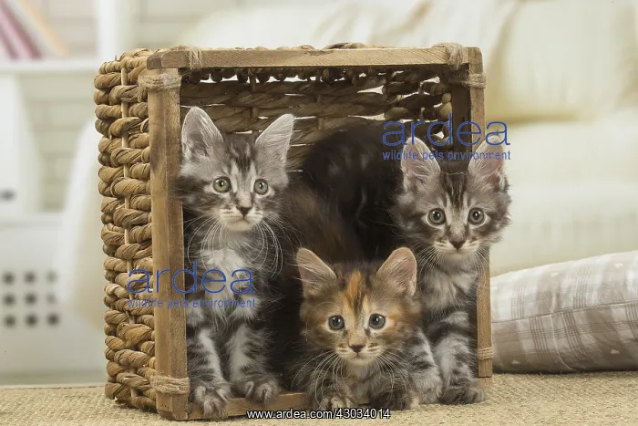  : Kurilian Bobtail kittens indoors