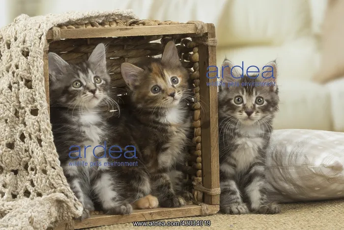  : Kurilian Bobtail kittens indoors