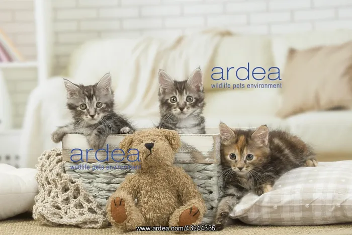  : Kurilian Bobtail kittens indoors