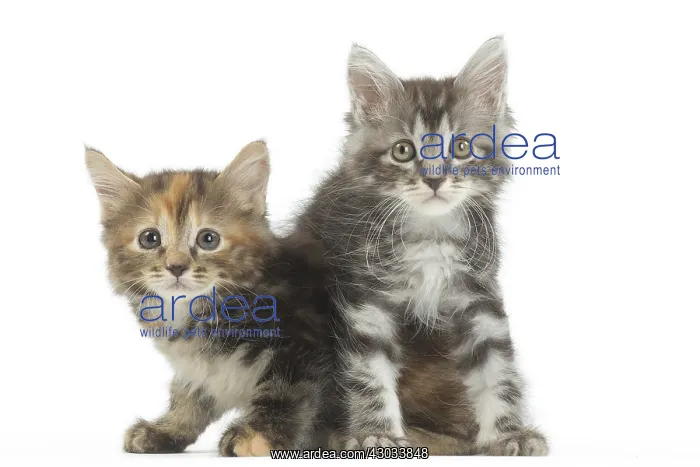  : Kurilian Bobtail kittens in the studio