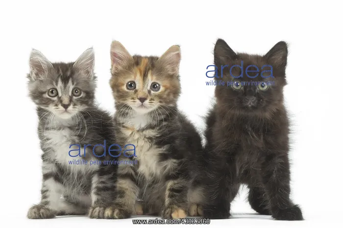  : Kurilian Bobtail kittens in the studio