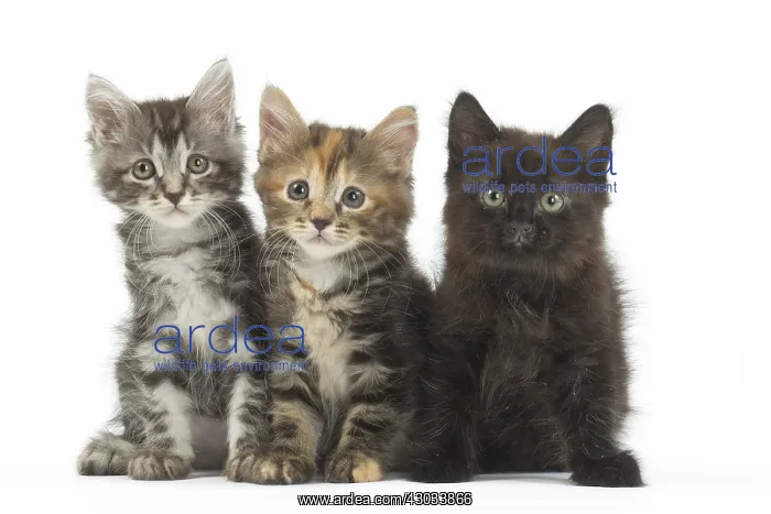  : Kurilian Bobtail kittens in the studio