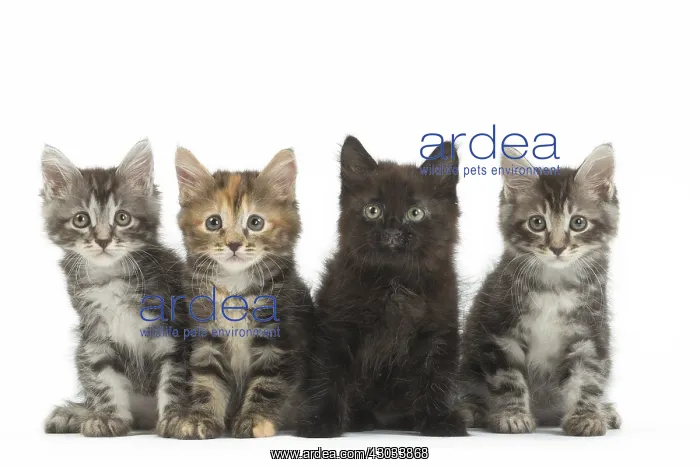  : Kurilian Bobtail kittens in the studio